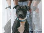 American Pit Bull Terrier DOG FOR ADOPTION RGADN-1217573 - Oscar - Pit Bull
