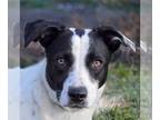 Spaniel Mix DOG FOR ADOPTION RGADN-1217577 - Lucille - Black Labrador Retriever