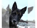 German Shepherd Dog DOG FOR ADOPTION RGADN-1217579 - Hope - German Shepherd Dog