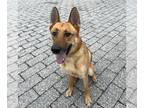 German Shepherd Dog DOG FOR ADOPTION RGADN-1217587 - Fatso - German Shepherd Dog