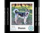 German Shepherd Dog-Huskies Mix DOG FOR ADOPTION RGADN-1217591 - Dunn (Shepsky
