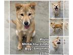 Shiba Inu Mix DOG FOR ADOPTION RGADN-1217600 - Pluto from Korea - Shiba Inu /