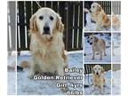 Golden Retriever DOG FOR ADOPTION RGADN-1217601 - Bailey from Korea - Golden