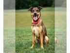 German Shepherd Dog Mix DOG FOR ADOPTION RGADN-1217608 - *JOSIE - German