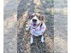 Bluetick Coonhound Mix DOG FOR ADOPTION RGADN-1217609 - SAVANNAH - Bluetick