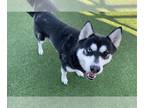 Huskies Mix DOG FOR ADOPTION RGADN-1217619 - AMOS - Husky / Mixed (medium coat)