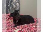 Boston Terrier-Rottweiler Mix DOG FOR ADOPTION RGADN-1217622 - Dolly -