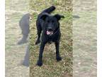 Labrador Retriever Mix DOG FOR ADOPTION RGADN-1217637 - Cole - Labrador