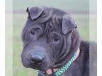 Chinese Shar-Pei DOG FOR ADOPTION RGADN-1217640 - Onyx - Shar Pei (short coat)