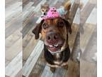 Doberman Pinscher-Labrador Retriever Mix DOG FOR ADOPTION RGADN-1217644 - Ozzy -