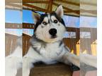 Siberian Husky DOG FOR ADOPTION RGADN-1217645 - Edgar - Siberian Husky Dog For