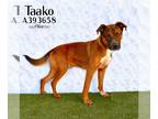 Plott Hound Mix DOG FOR ADOPTION RGADN-1217649 - TAAKO - Plott Hound /