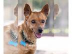 Miniature Pinscher Mix DOG FOR ADOPTION RGADN-1217657 - Scrappy Doo - Miniature