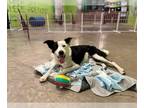 Border Collie Mix DOG FOR ADOPTION RGADN-1217661 - Ellie - Border Collie / Mixed