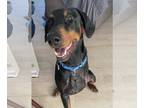 Doberman Pinscher DOG FOR ADOPTION RGADN-1217662 - Clint - Doberman Pinscher