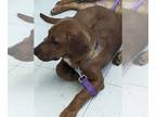 Basset Hound DOG FOR ADOPTION RGADN-1217666 - Cole - Basset Hound Dog For