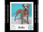 Bullboxer Pit DOG FOR ADOPTION RGADN-1217668 - Bella (Holiday Pals) 010624 -