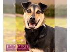 Australian Cattle Dog-Doberman Pinscher Mix DOG FOR ADOPTION RGADN-1217678 -