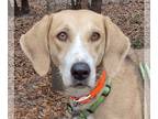 Treeing Walker Coonhound DOG FOR ADOPTION RGADN-1217681 - Jenny - Treeing Walker