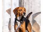 Beagle Mix DOG FOR ADOPTION RGADN-1217684 - Giblet: At the shelter - Beagle /