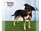 Rottweiler Mix DOG FOR ADOPTION RGADN-1217687 - HERMEY - Rottweiler / Mixed