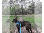 Boxer-Dutch Shepherd Mix DOG FOR ADOPTION RGADN-1217713 - COCOA - Dutch Shepherd