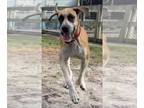 Great Dane DOG FOR ADOPTION RGADN-1217724 - Leia - Great Dane (short coat) Dog