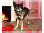 Scottish Collisky DOG FOR ADOPTION RGADN-1217728 - HENNY - Siberian Husky /