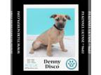 Boxador DOG FOR ADOPTION RGADN-1217730 - Denny Disco (The Dance pups) 010624 -