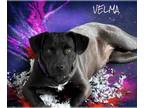Labrador Retriever Mix DOG FOR ADOPTION RGADN-1217732 - Velma - Labrador