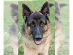 German Shepherd Dog Mix DOG FOR ADOPTION RGADN-1217737 - Stevie - German