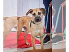 Labrador Retriever Mix DOG FOR ADOPTION RGADN-1217744 - Wynn - Labrador