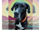 Great Dane DOG FOR ADOPTION RGADN-1217758 - Prairie - Great Dane Dog For