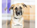 Great Pyrenees Mix DOG FOR ADOPTION RGADN-1217760 - Louise - Great Pyrenees /