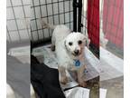 Zuchon DOG FOR ADOPTION RGADN-1217762 - Amelia and Bedelia - Bichon Frise / Shih