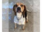 Beagle DOG FOR ADOPTION RGADN-1217769 - Rolo - Beagle (short coat) Dog For