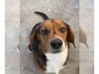 Beagle DOG FOR ADOPTION RGADN-1217770 - Knoxx - Beagle (short coat) Dog For