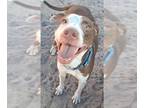 American Staffordshire Terrier-Pointer Mix DOG FOR ADOPTION RGADN-1217773 -