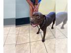 American Pit Bull Terrier-Retriever Mix DOG FOR ADOPTION RGADN-1217774 - Rory -