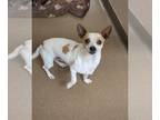 Rat Terrier Mix DOG FOR ADOPTION RGADN-1217775 - Polo - Rat Terrier / Mixed