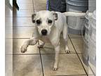 Jack-Rat Terrier DOG FOR ADOPTION RGADN-1217776 - Snowflake - Rat Terrier / Jack