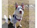 Siberian Husky DOG FOR ADOPTION RGADN-1217778 - Gambit - Siberian Husky Dog For