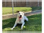 Labrador Retriever Mix DOG FOR ADOPTION RGADN-1217791 - WINNIE - Labrador