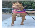American Pit Bull Terrier DOG FOR ADOPTION RGADN-1217803 - CHEYENNE - Pit Bull