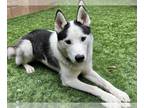 Siberian Husky DOG FOR ADOPTION RGADN-1217812 - SILVERADO - Siberian Husky