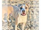 Boxer Mix DOG FOR ADOPTION RGADN-1217815 - Stewie (Chip) - Boxer / Mixed Dog For