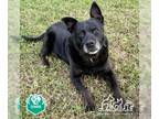 Labrador Retriever Mix DOG FOR ADOPTION RGADN-1217844 - SASHA - Labrador