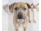 Boweimar DOG FOR ADOPTION RGADN-1217845 - Griffin - Boxer / Weimaraner / Mixed