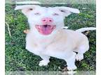 Doberman Pinscher-Siberian Husky Mix DOG FOR ADOPTION RGADN-1217847 - Dog -