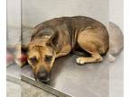 German Shepherd Dog Mix DOG FOR ADOPTION RGADN-1217850 - LIBERTY - German